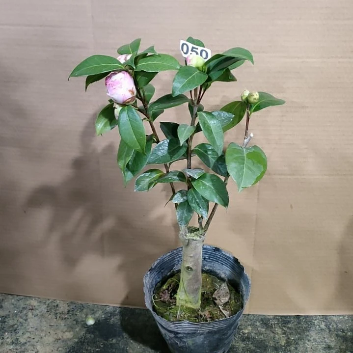 50情人节，心愿，原盆原土发货