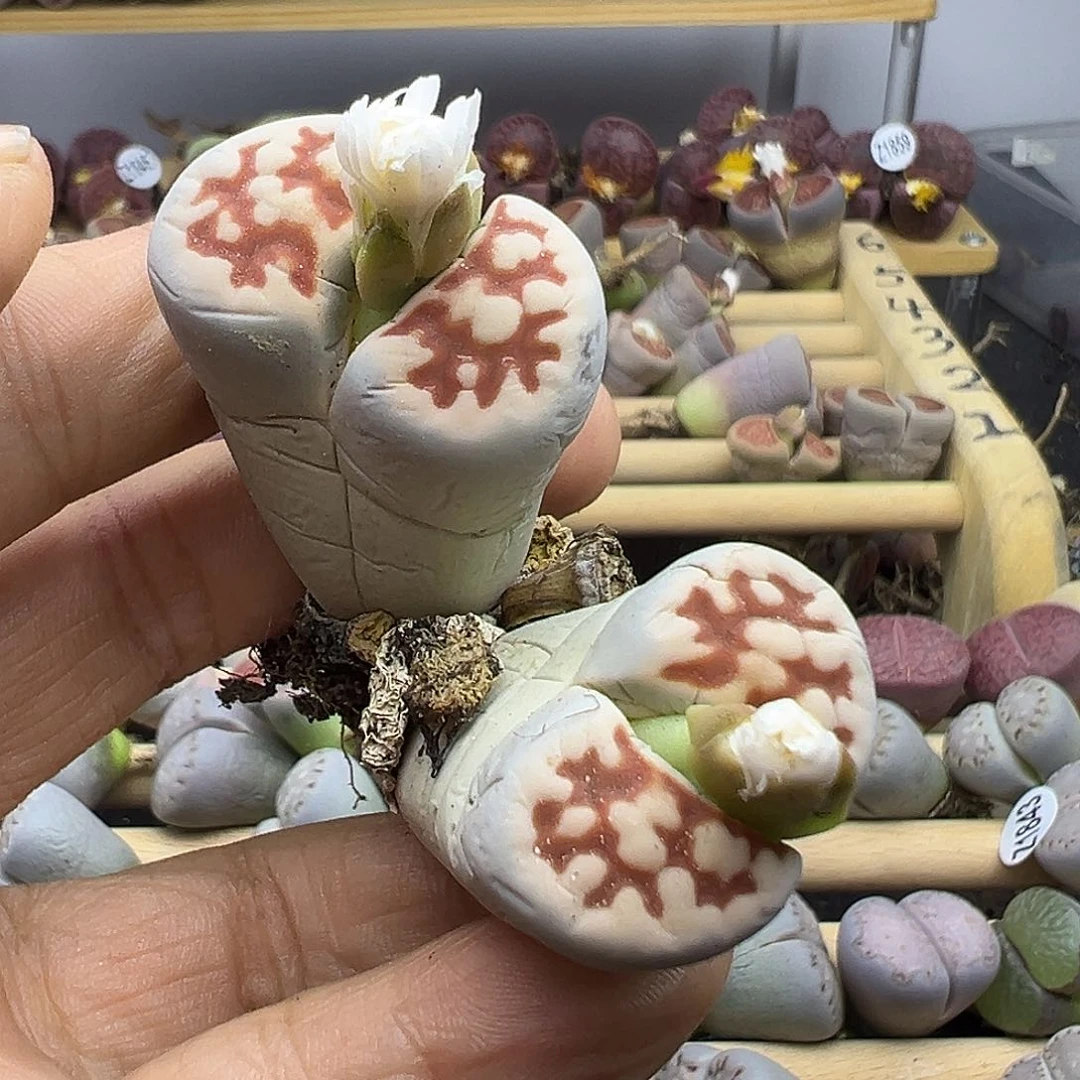 1886 生石花清货不参考
