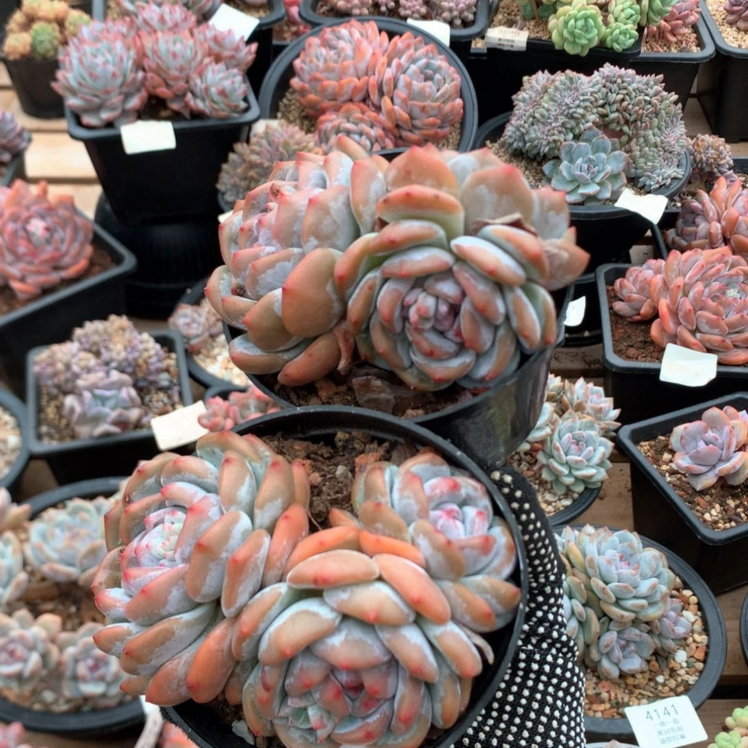 三头紫皮包子脸石榴籽两颗4071