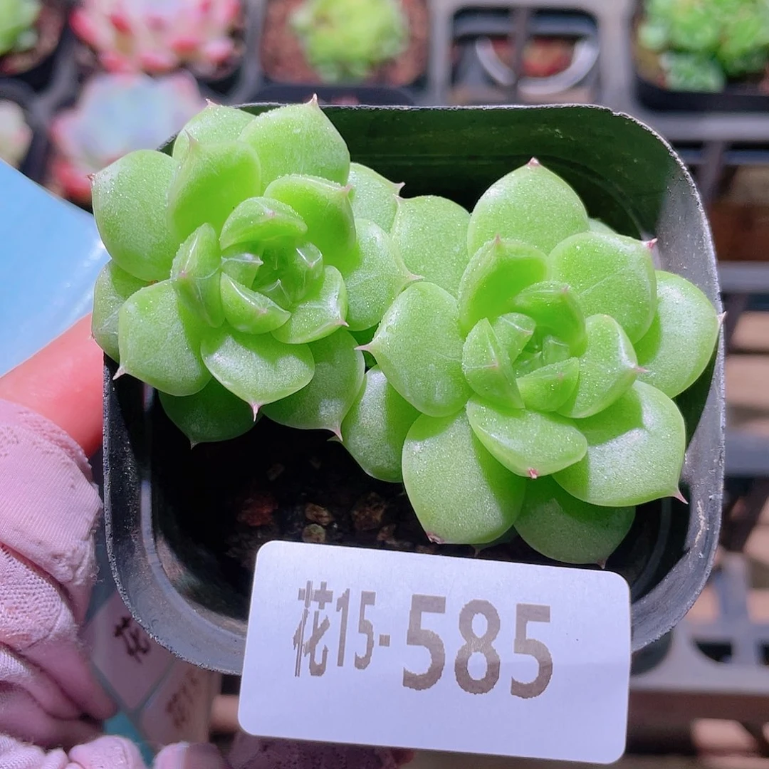 花利美15-585麦秆优选