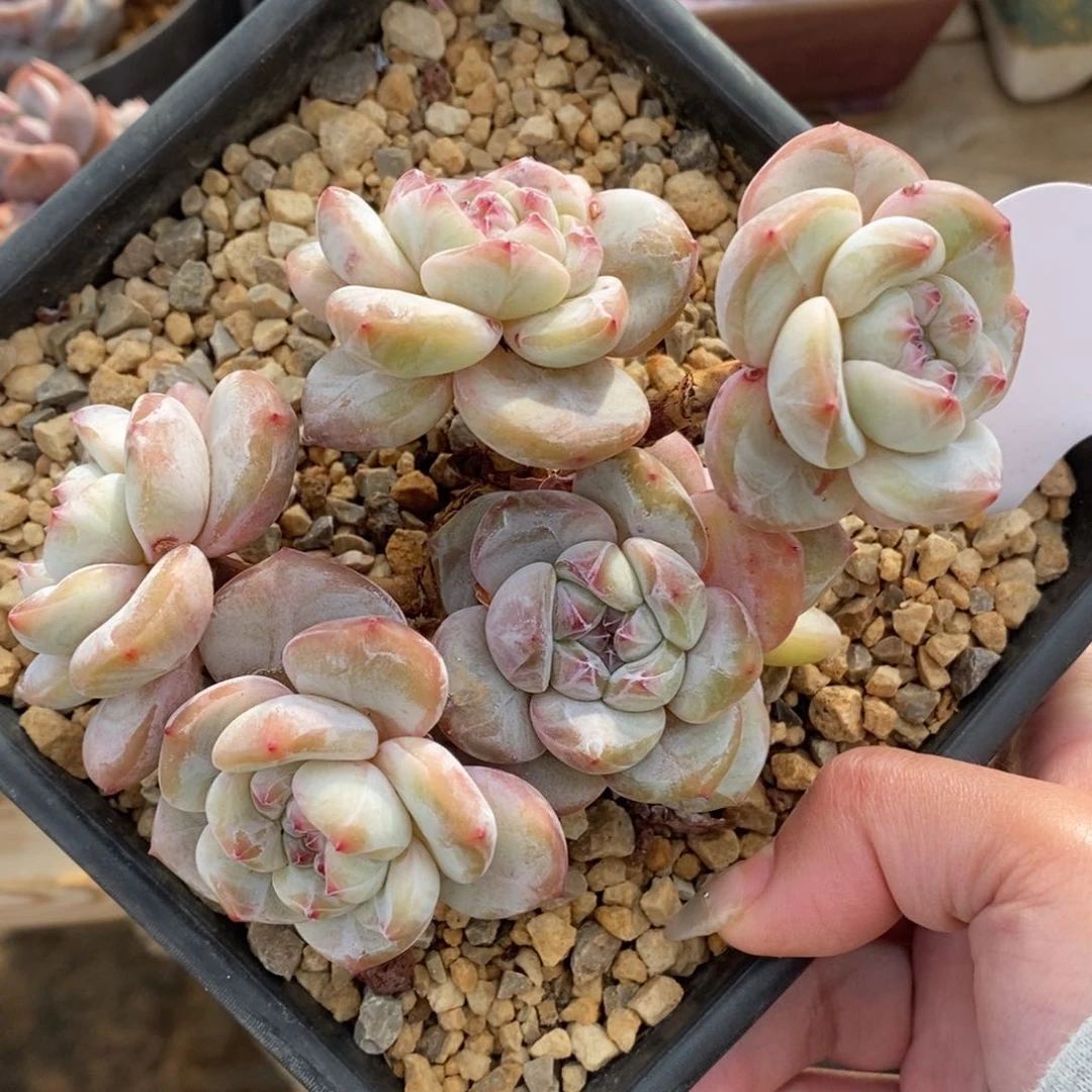 七头黄底紫心短肥圆