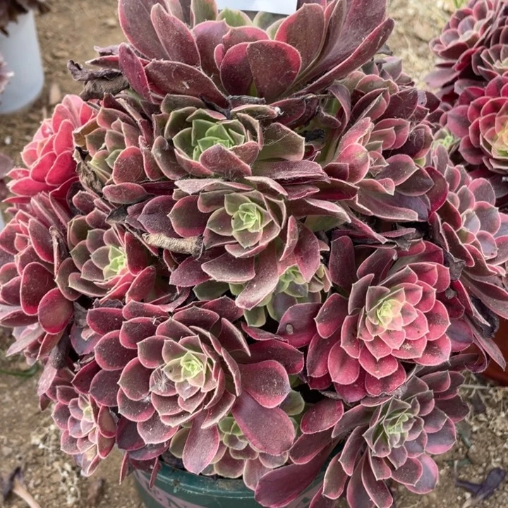 无花朵664多肉植物金丝雀