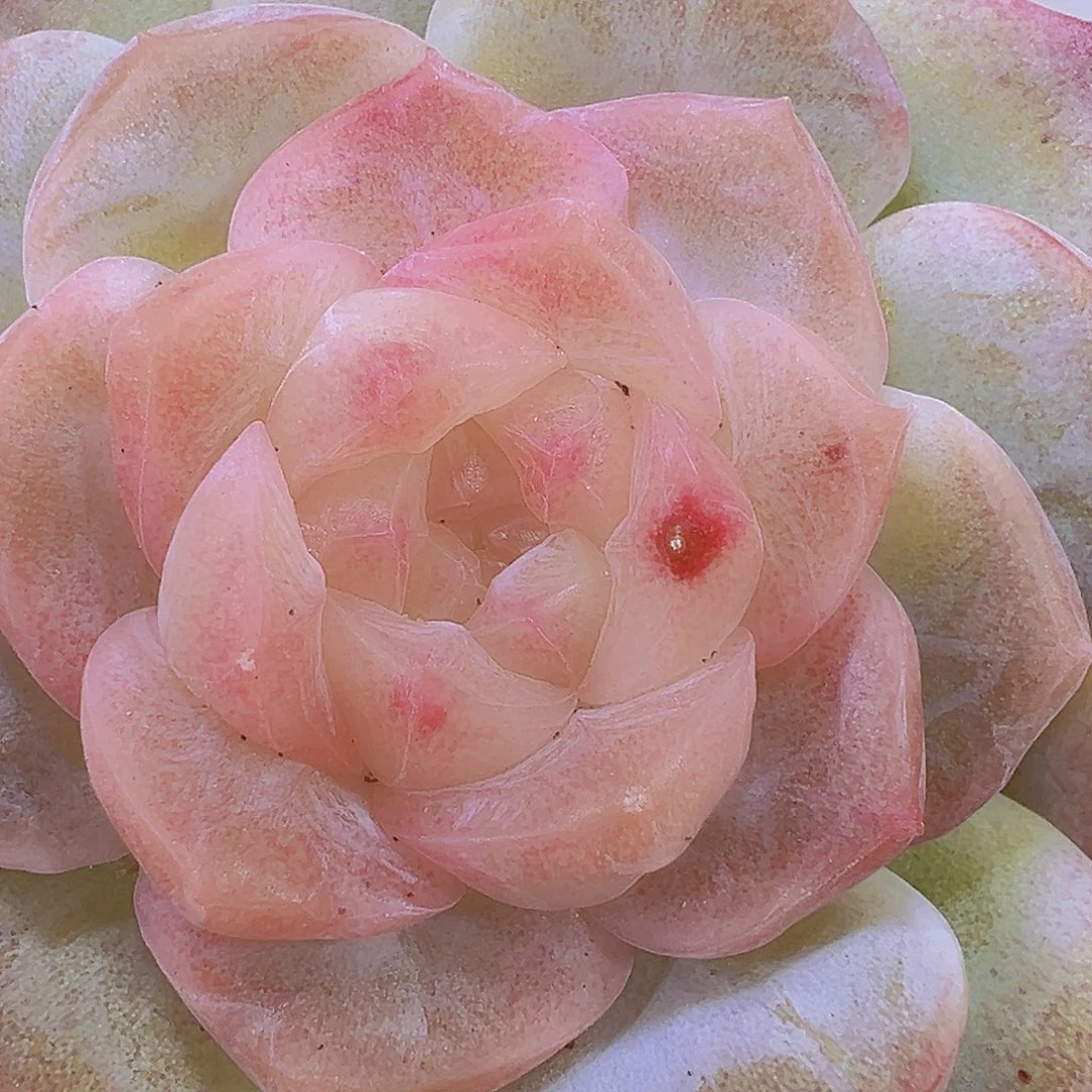 冰心泡影19包邮多肉