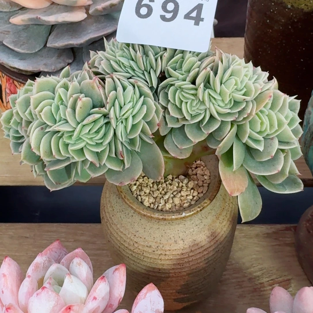 694扇板      愿你一路坦途，乘风破浪展宏图