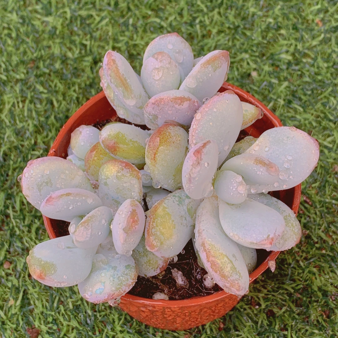雪美人群 精品多肉 阳台盆栽 一单包邮