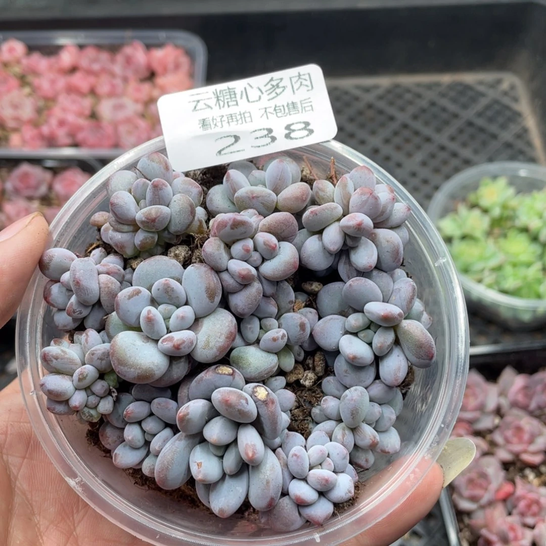 云糖心多肉植物238
