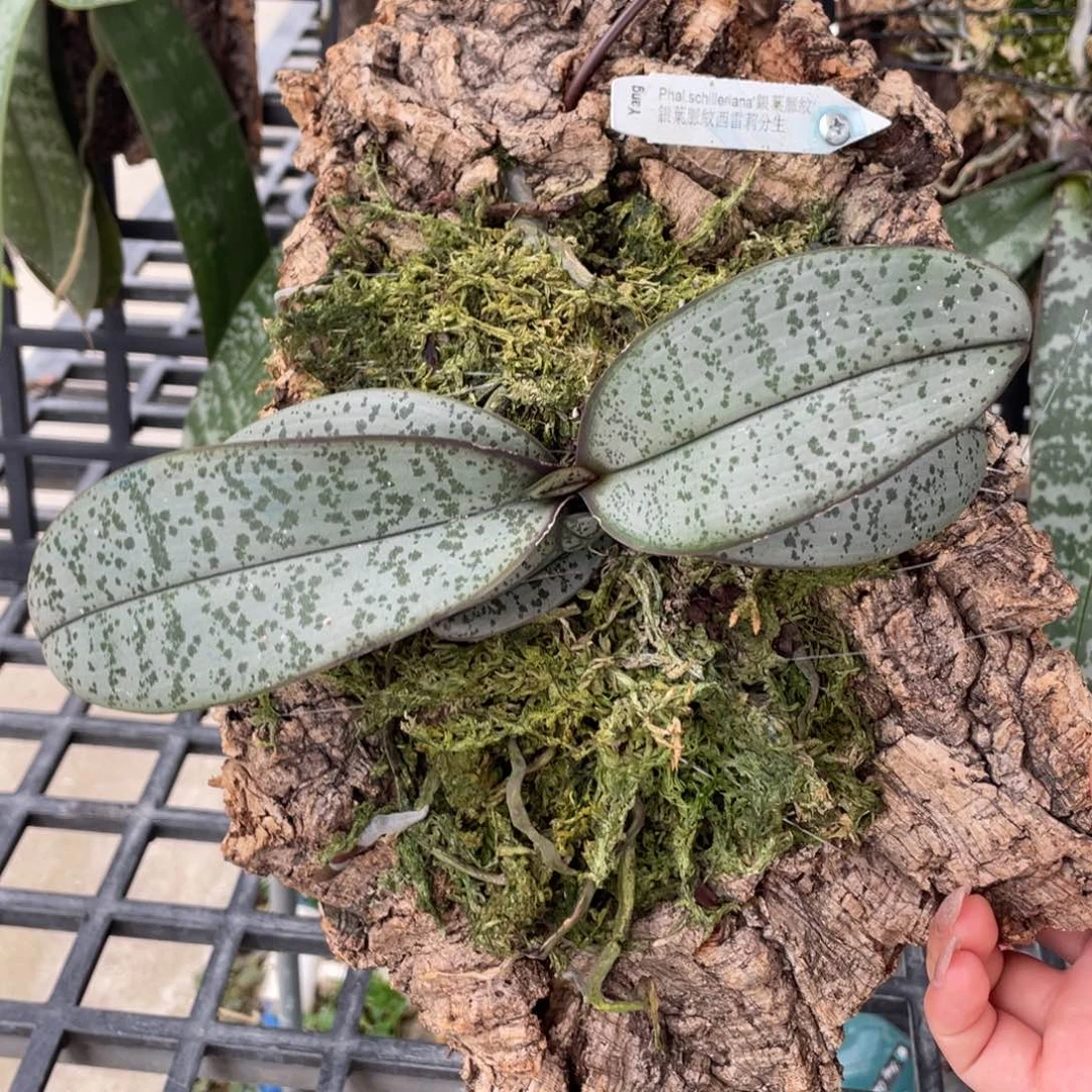 当前无花栽培后可以开花（板植）银叶脉纹分生，双苗抽梗