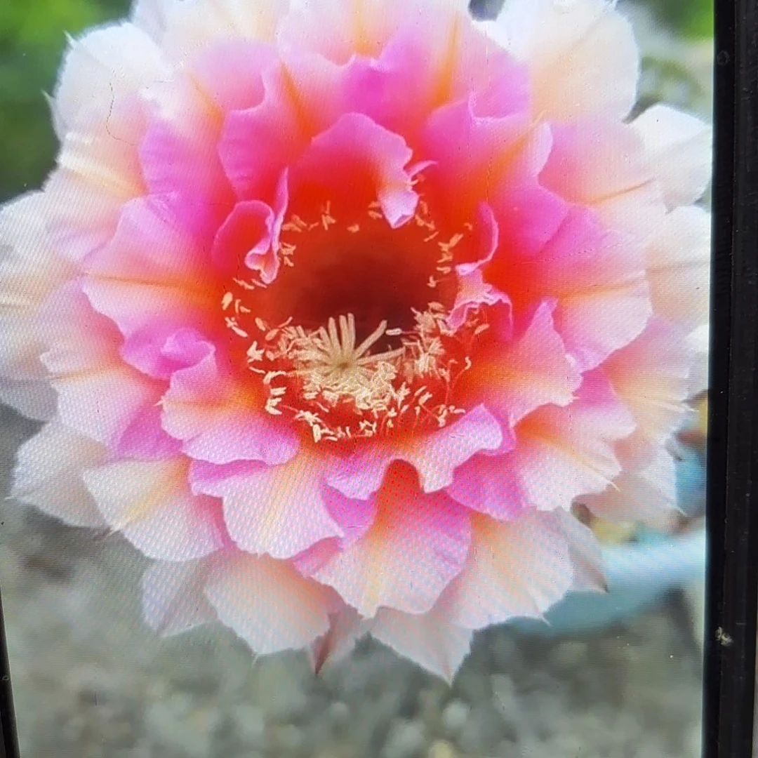 006彩侧牙20包邮47
