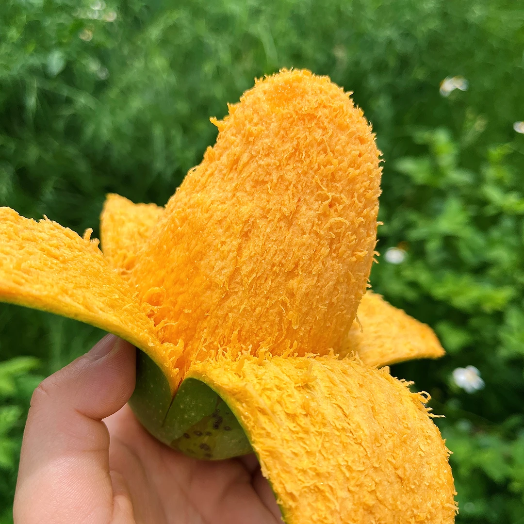 软糯香甜椰香浓郁的云南临沧椰香芒果鸡蛋芒树上熟现摘鲜果9斤装