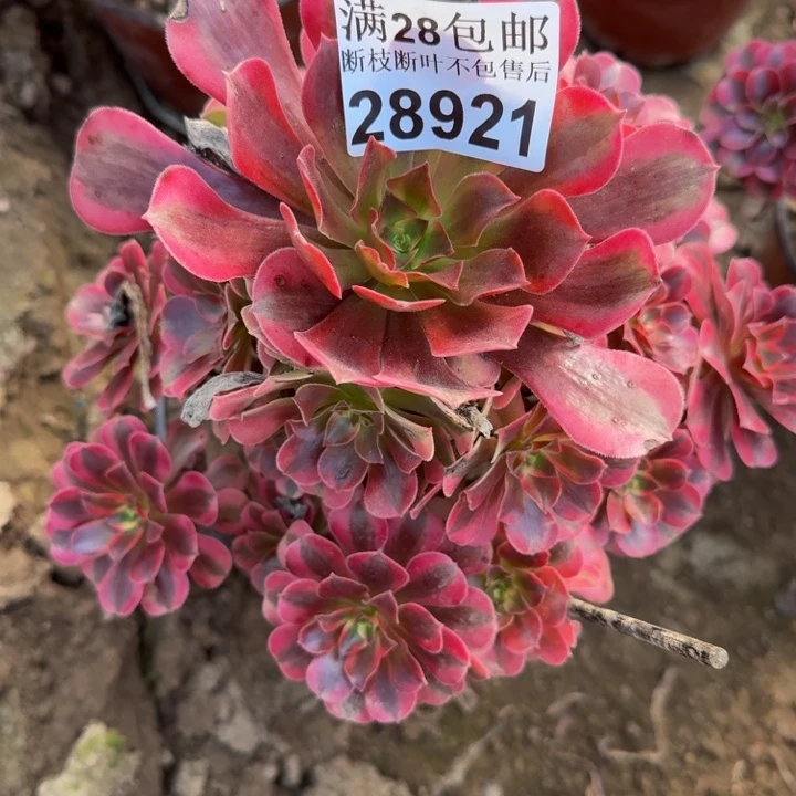 28921南美杜莎多肉植物