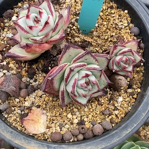 夜**兰841多肉植物老桩