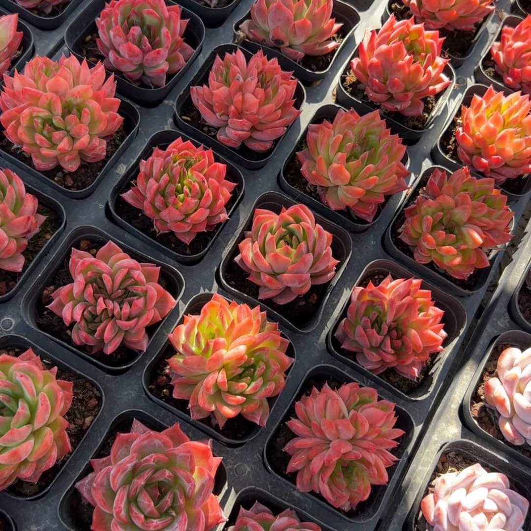 花歌 满30包邮发货