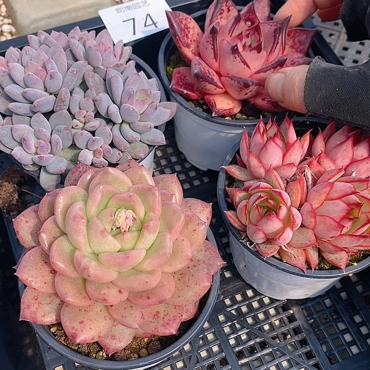 74 多肉植物盆栽花卉植物