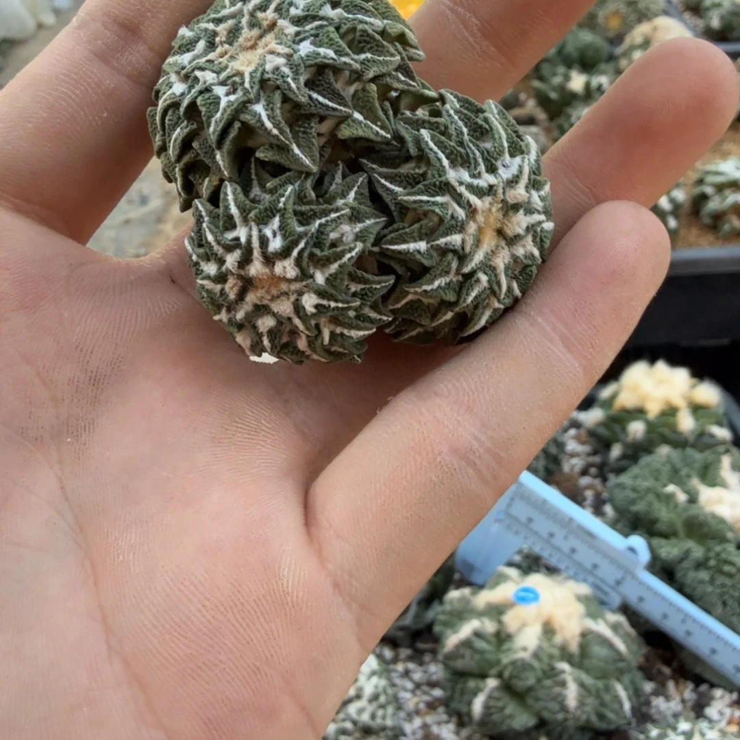 仙人球开花一个福利品有跟