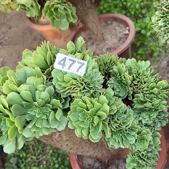 x***儿多肉植物一个绿玫瑰477