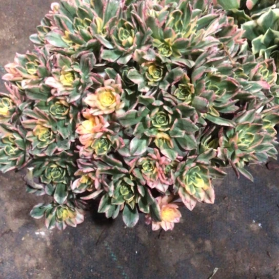 沐***地无花朵甜茶法师多肉植物245号