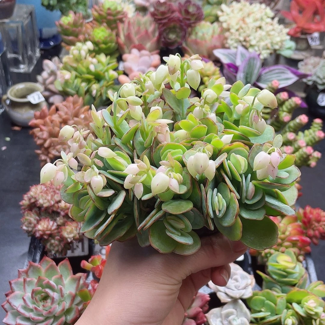 m***o花钱花钱花钱花钱花钱
