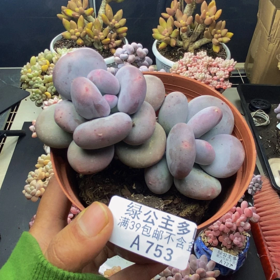 753大叶奶多肉8c m