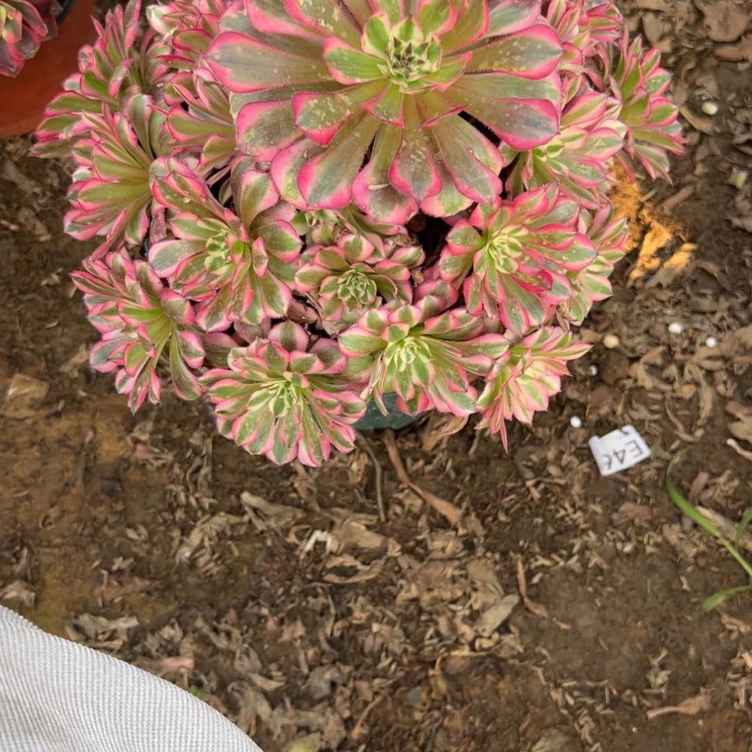 343红铜超白多肉植物