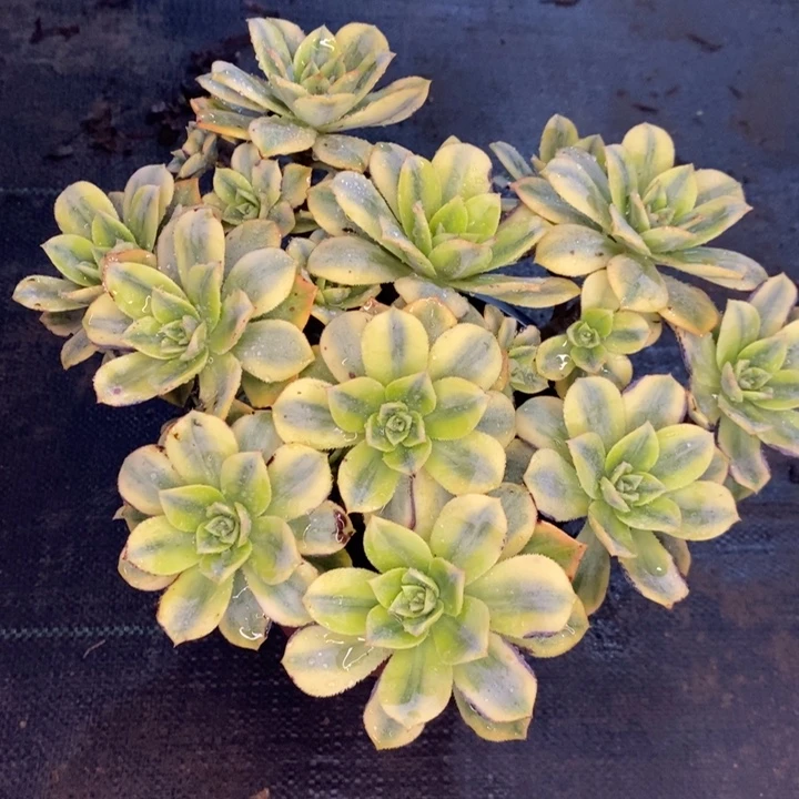 星爆多肉植物029