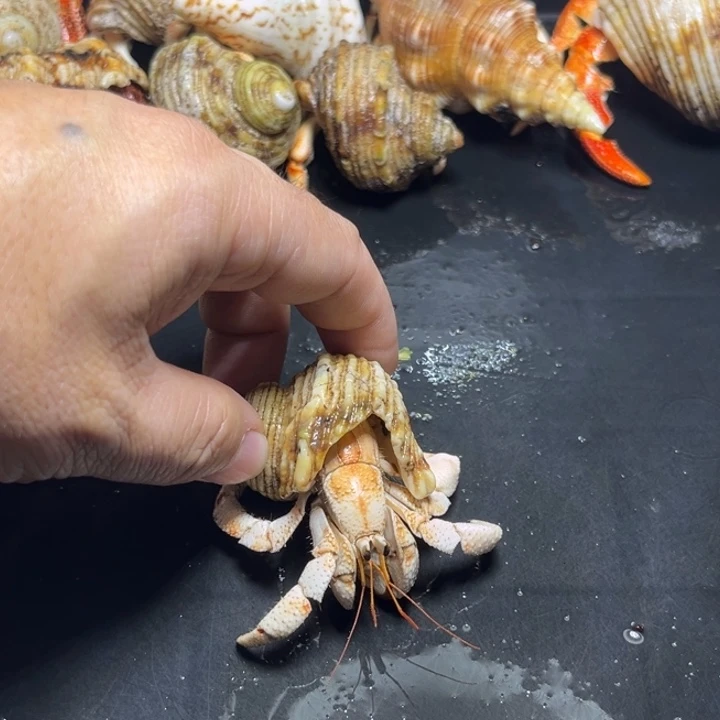 闪15号毛球2.2口径
