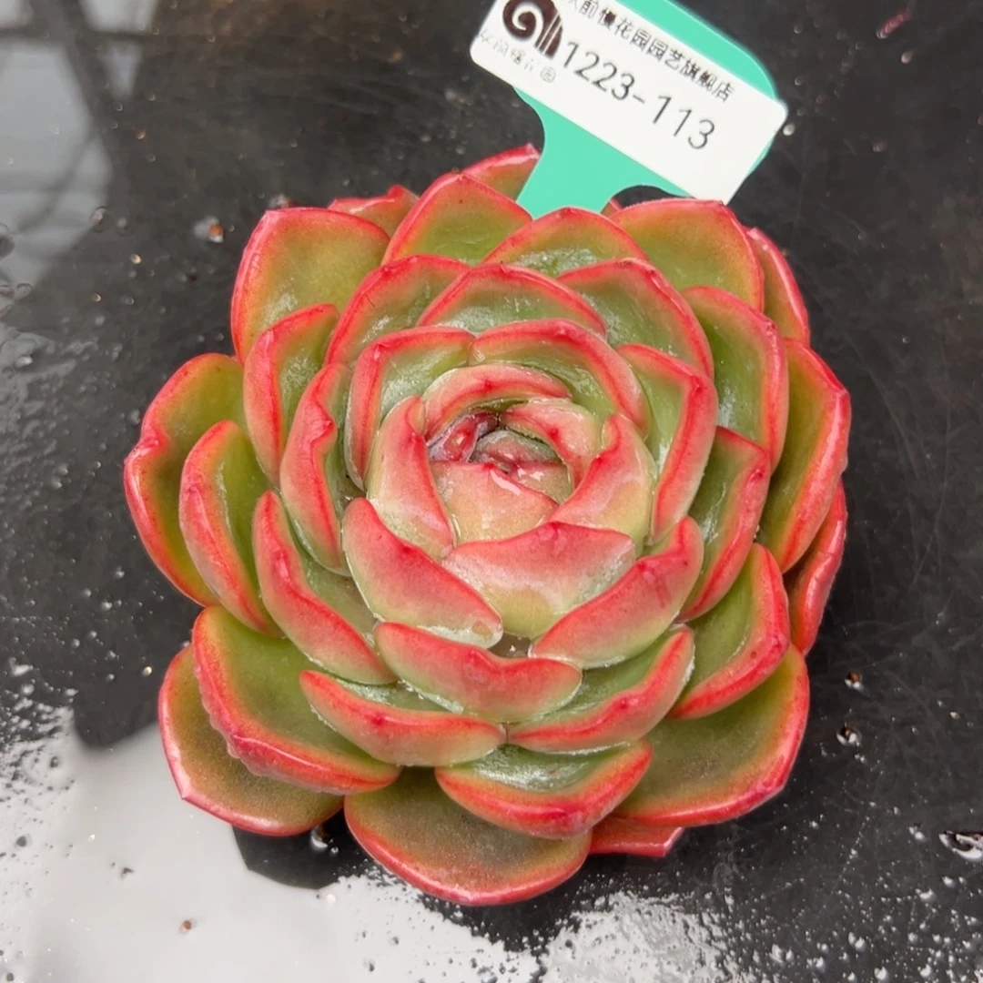 从前慢花园多肉编号1223-113