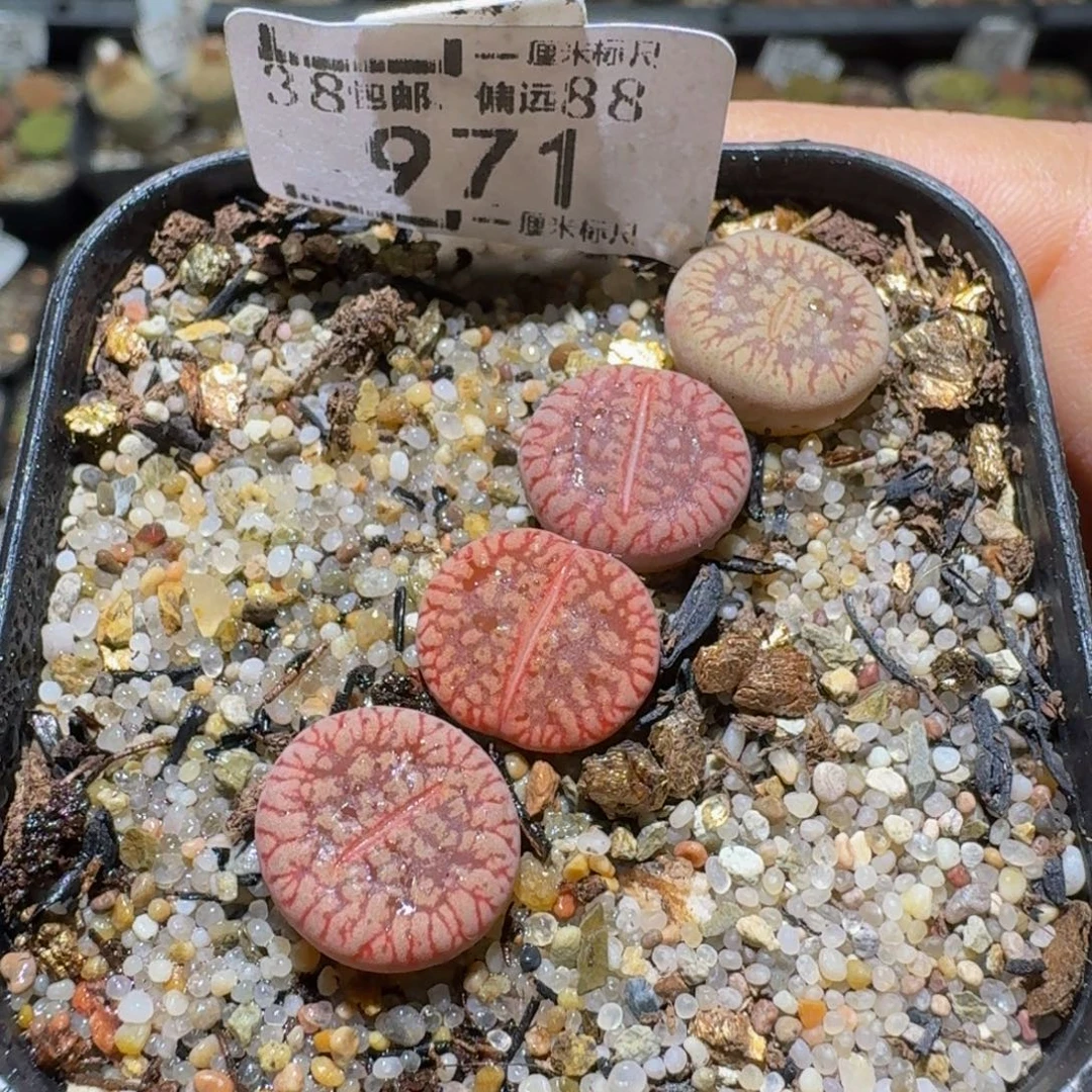 Sssss便宜了好多971