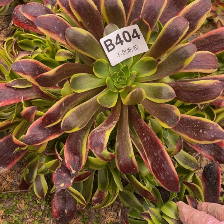 404欧嘉莉多肉法师不包断枝