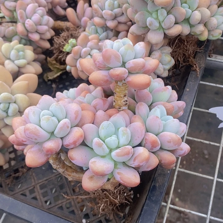 小***人359号香水洛神多肉