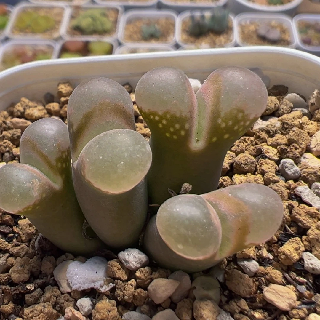 14多肉植物百科粉眼豆豆1802