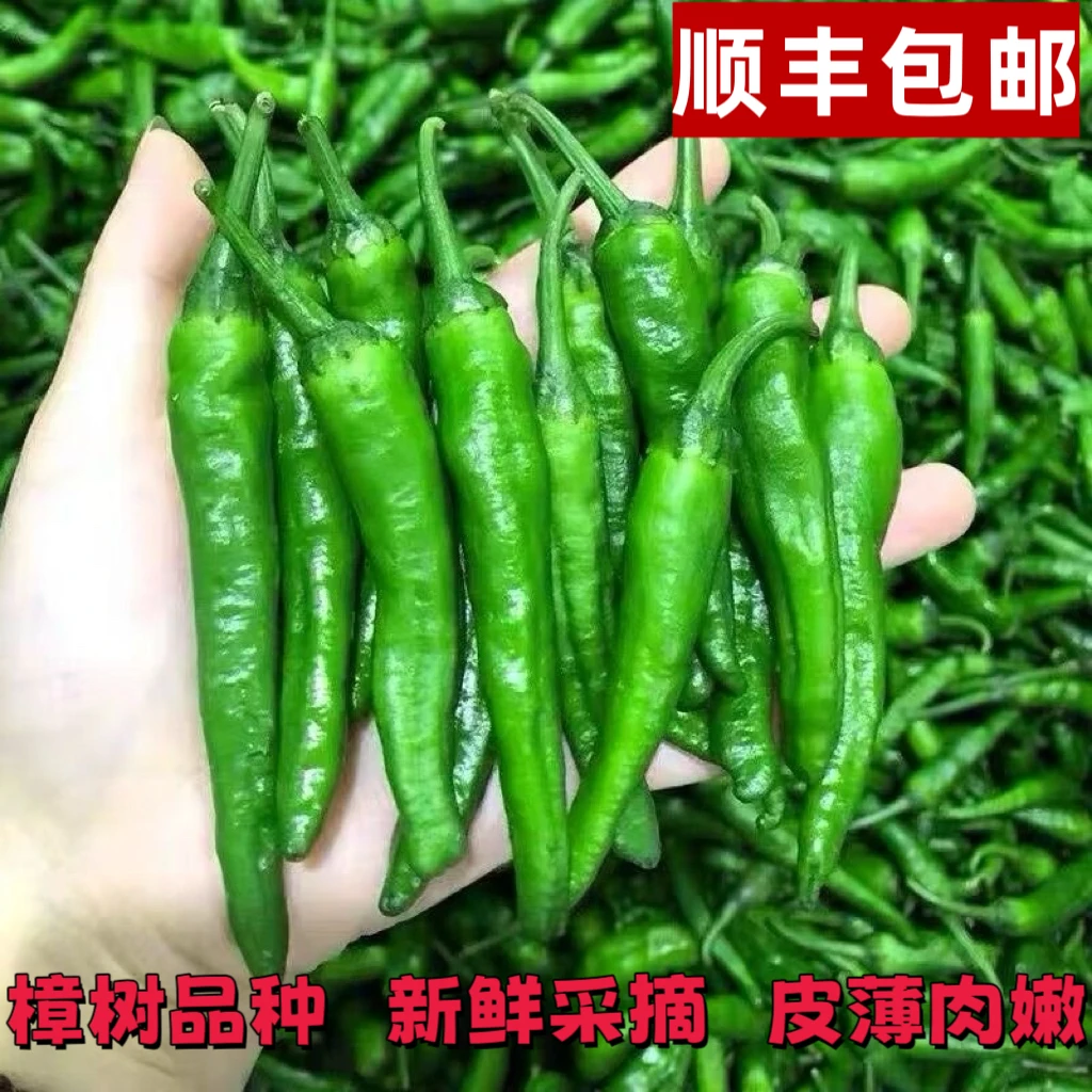 【顺丰包邮】湖南樟树品种辣椒精选小青椒新鲜采摘产地直发微辣薄皮