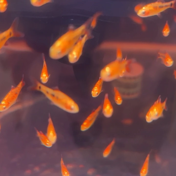 灯科鱼金条灯10条装