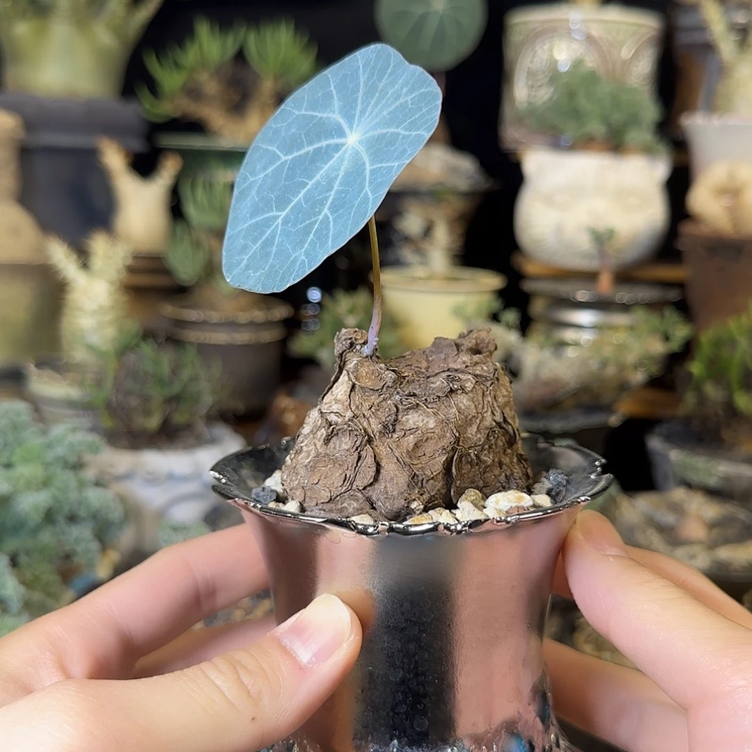 一物一拍老家一叶龟350