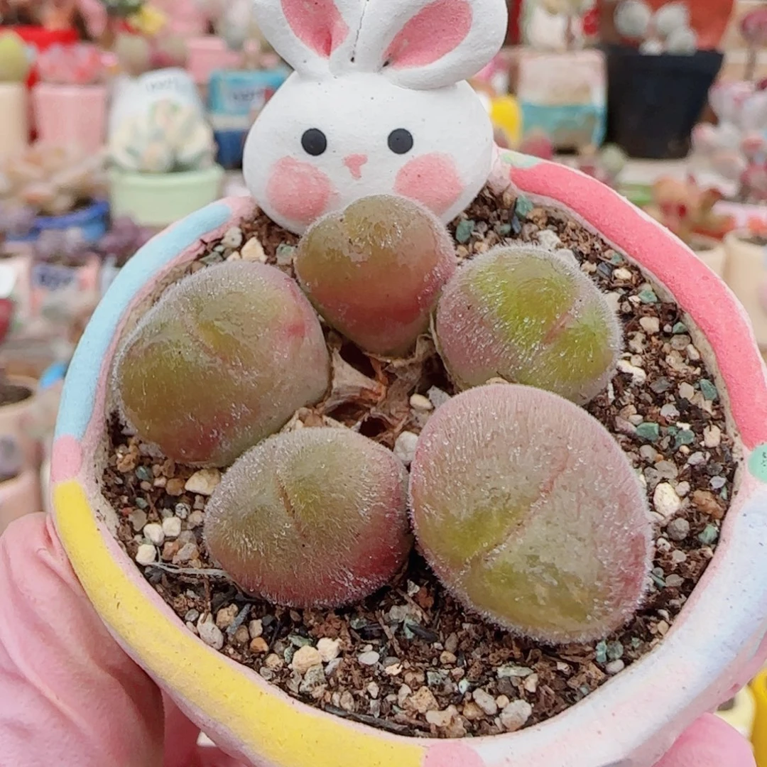 T小花毛翠盆口4cm