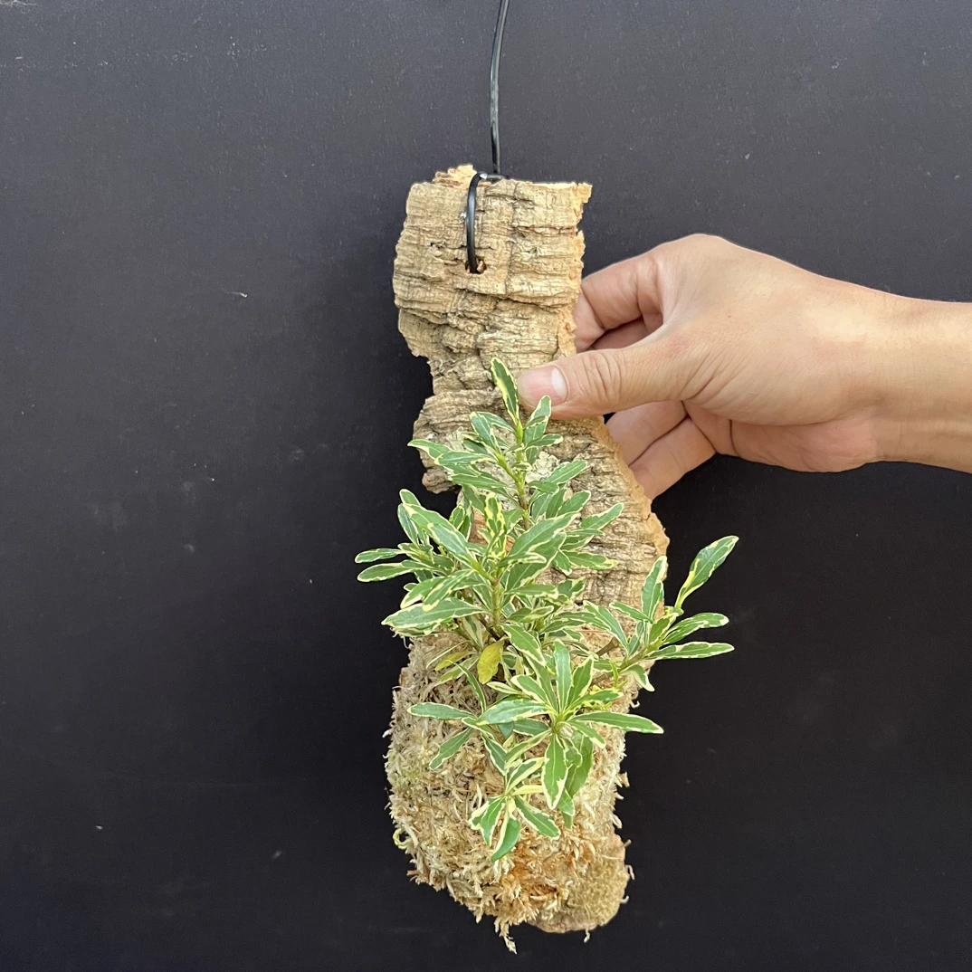 百锦栀子花，懒人易养护