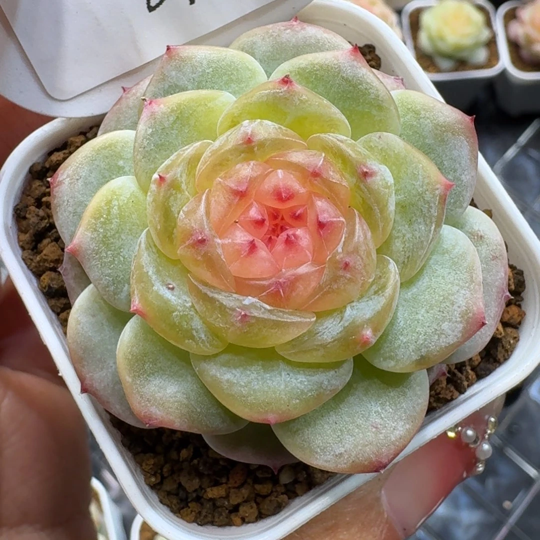 1216-019-松青单头