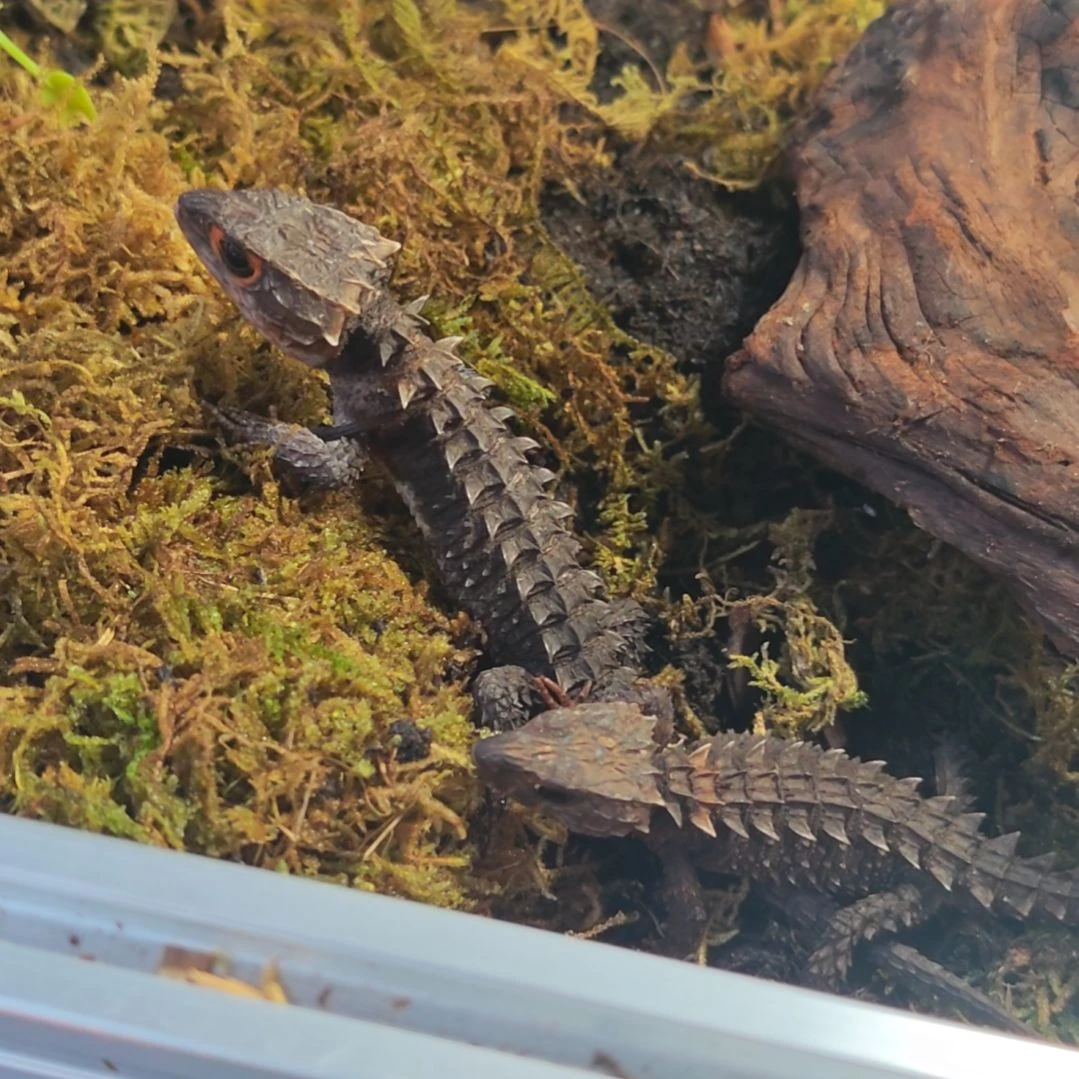 红眼鹰蜥红眼鹰蜥一对