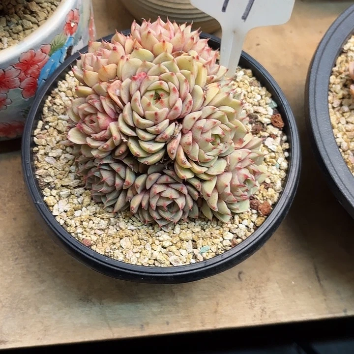 多肉植物，笨吧蒂斯49