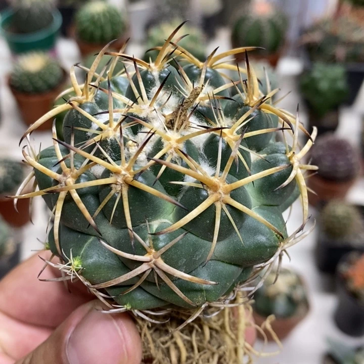 实生天丝象牙特价2