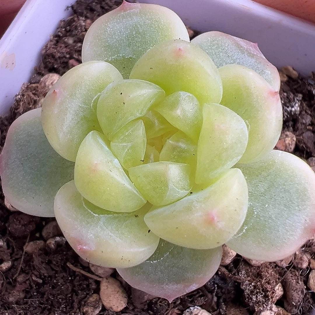 童话甜心。福利。