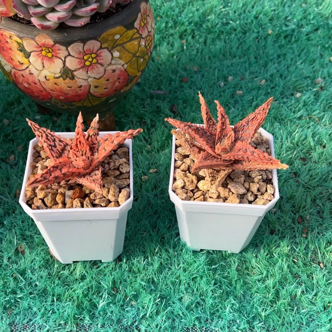 无花朵派大星，二选一，，，，，，，，，