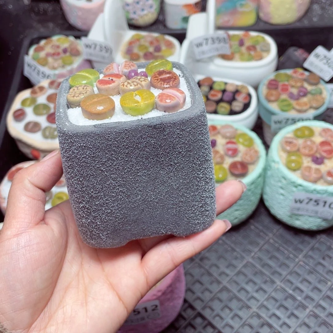 w7513 -零下地区拍保温箱-15支持寄养