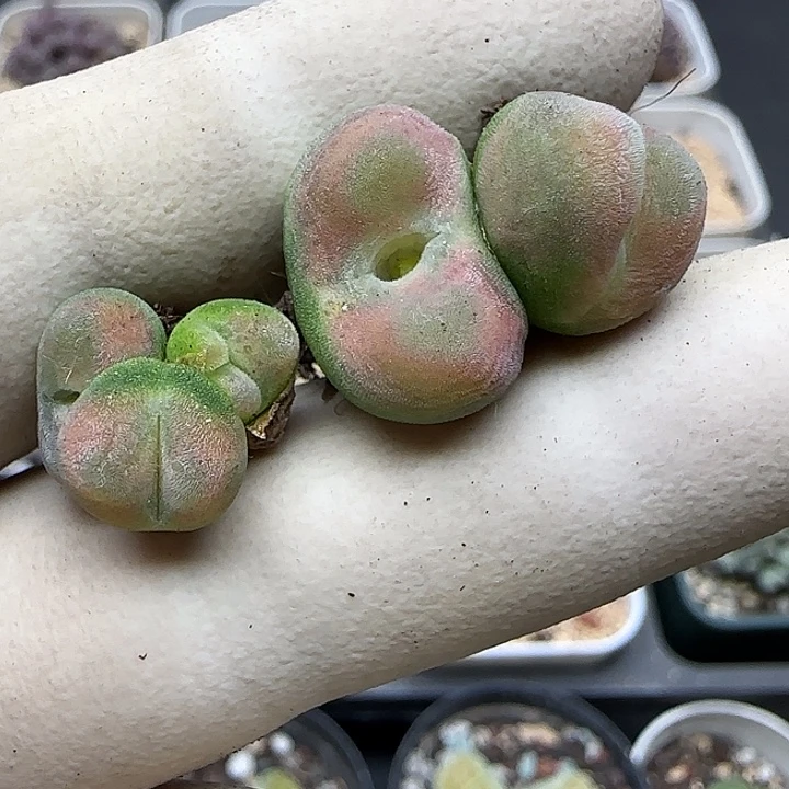 899水晶鞋福利福利