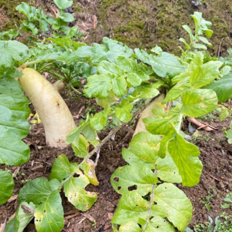 农家萝卜自种萝卜