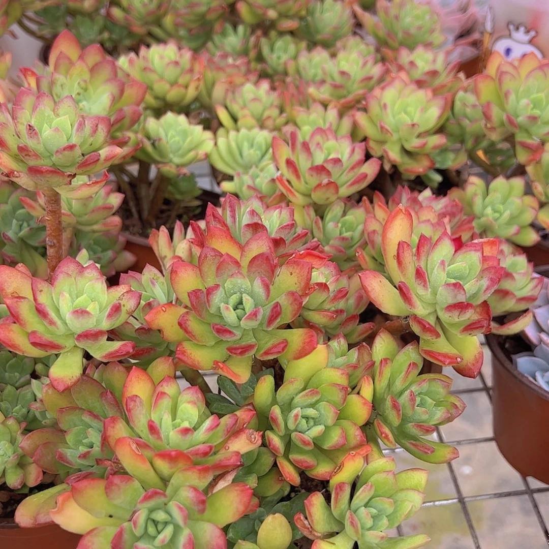 红枝莲多头群生两盆