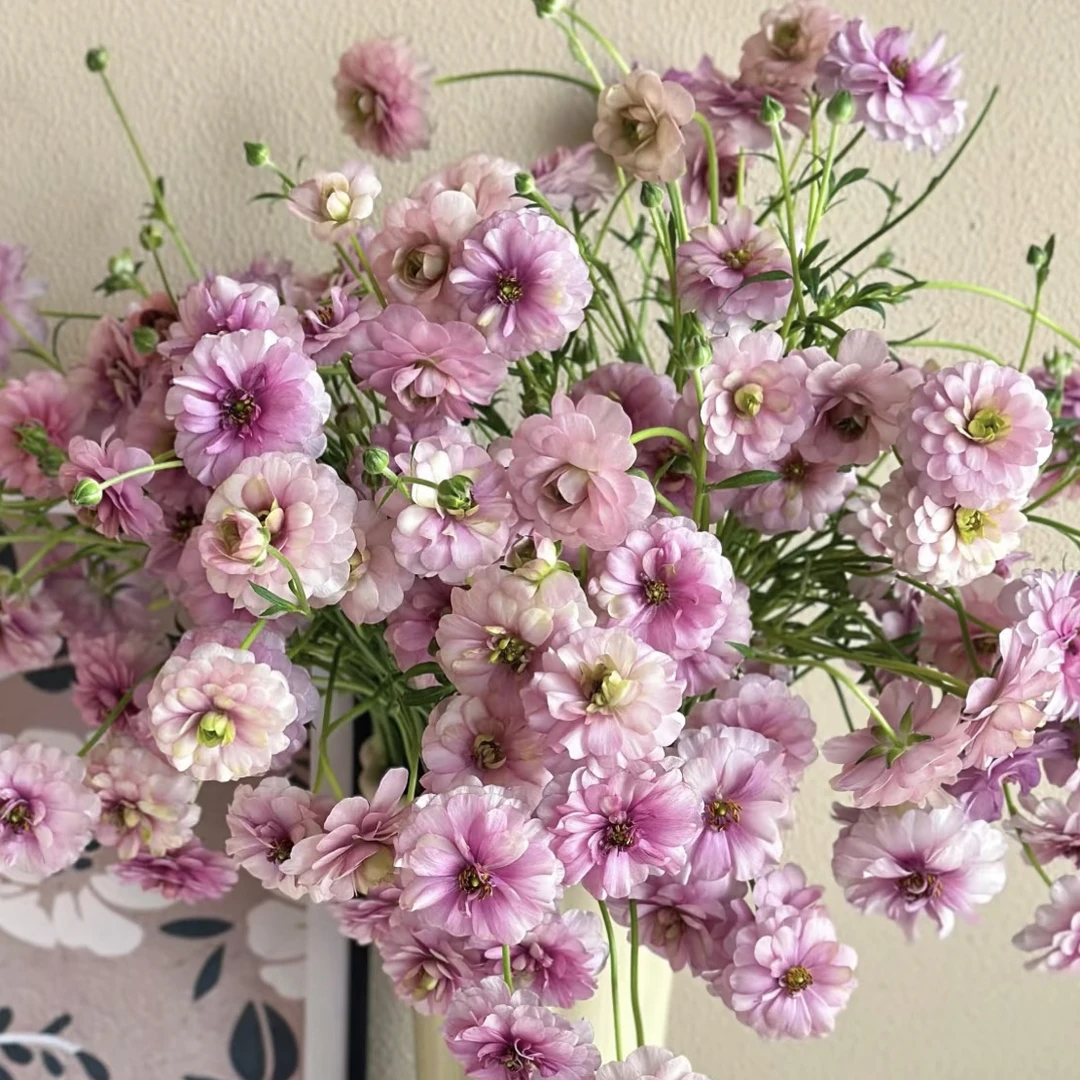 爬坡基地蝴蝶洋牡丹乌梅紫