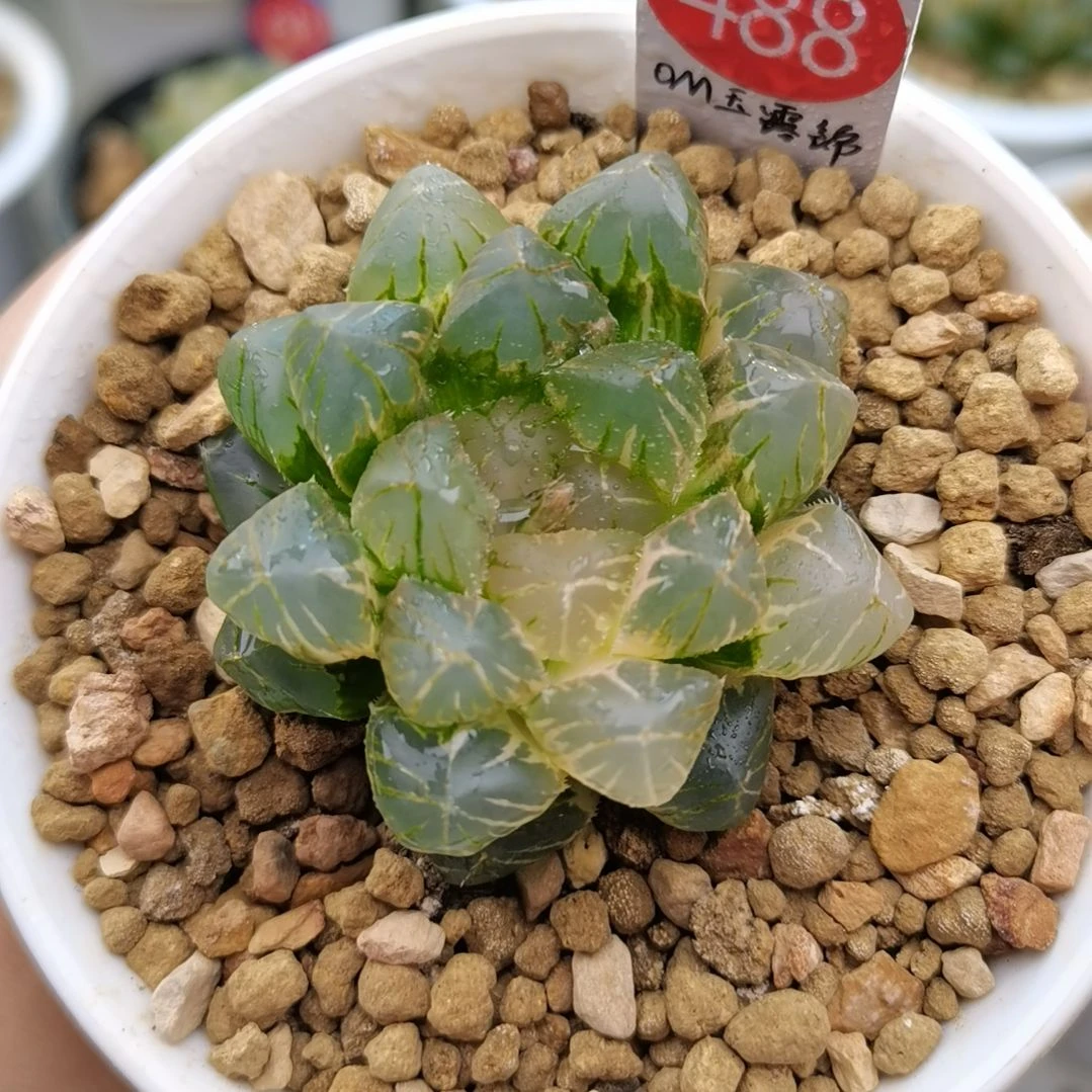 488号OM玉露锦一物一拍带盆土发货