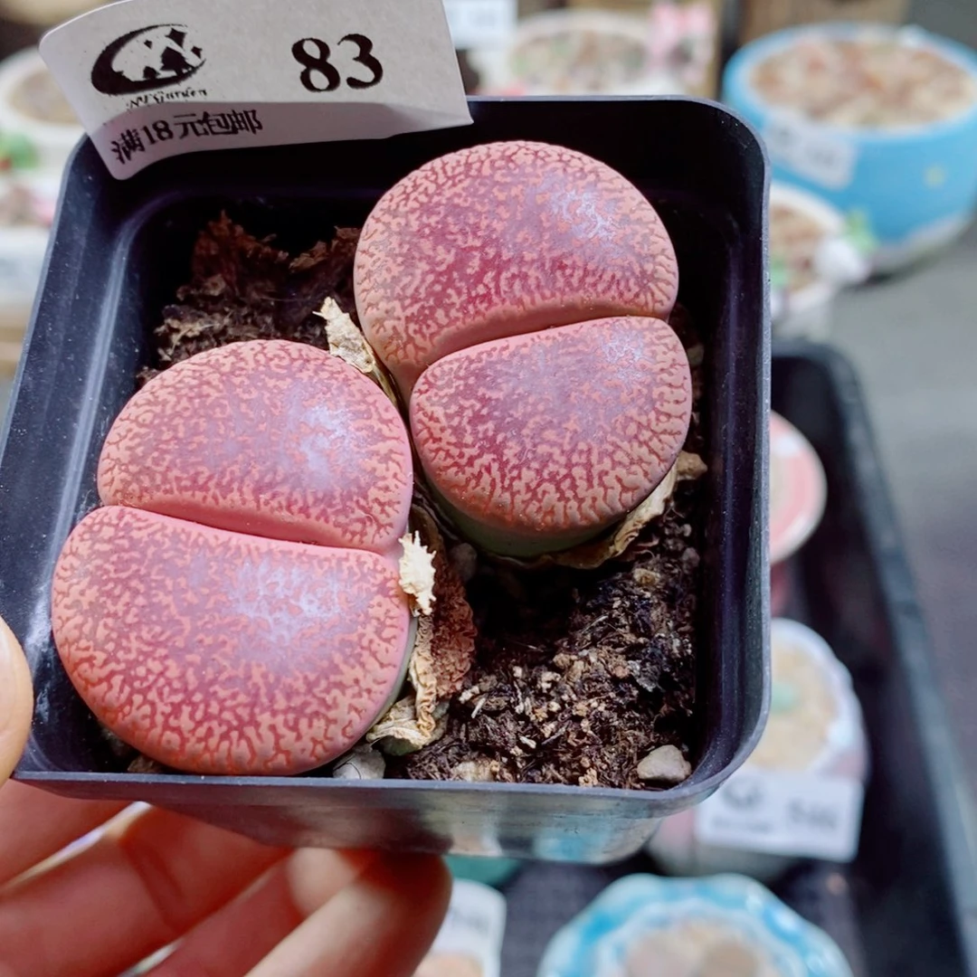 花***姨其实哈哈哈哈哈哈哈哈83