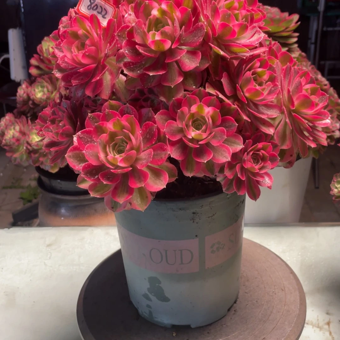 爱**美粉女巫老桩8022