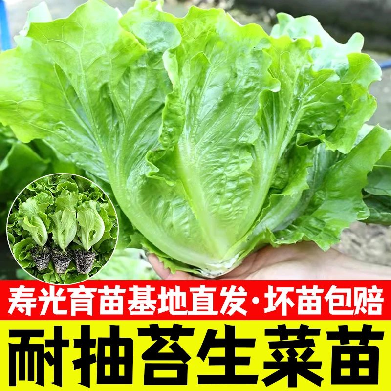 耐抽苔生菜苗蔬菜沙拉菜生菜种籽四季阳台盆栽生菜苗秧苗